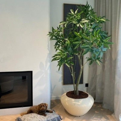 Silk & Groen Collectie