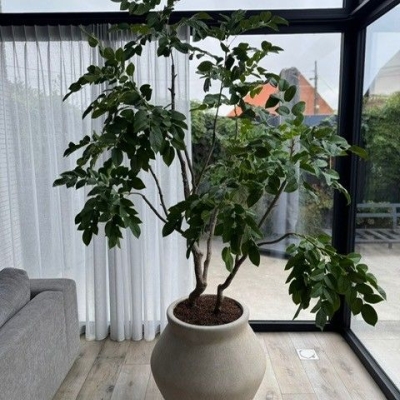 Silk & Groen Collectie