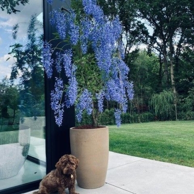 Handgemaakte Blauwe regen 
