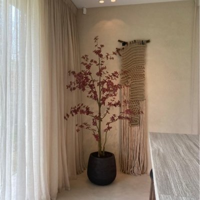 Meerstammige Plant Burgundy