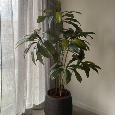 Cordyline