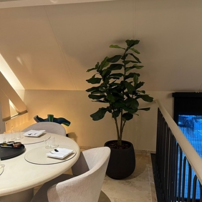 Ficus 