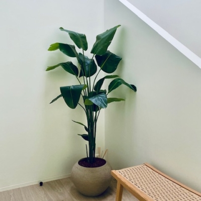 Strelitzia