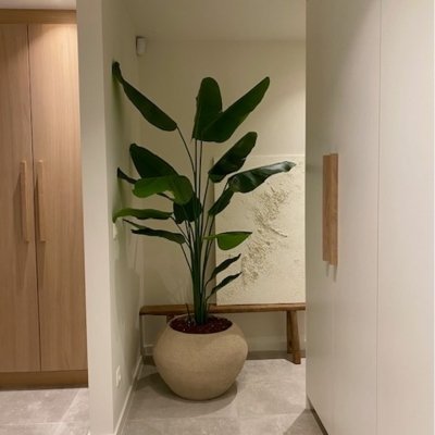 Strelitzia