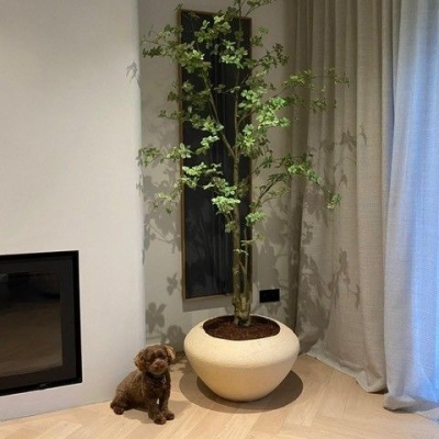 Meerstammige Plant Groen
