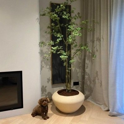 Meerstammige Plant Groen