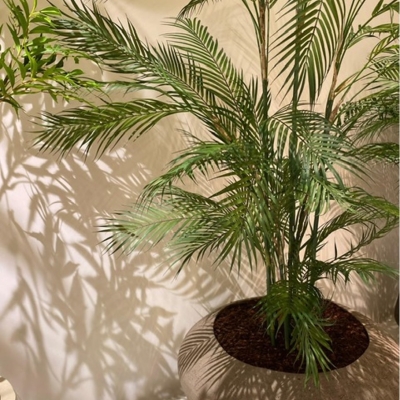 Palm