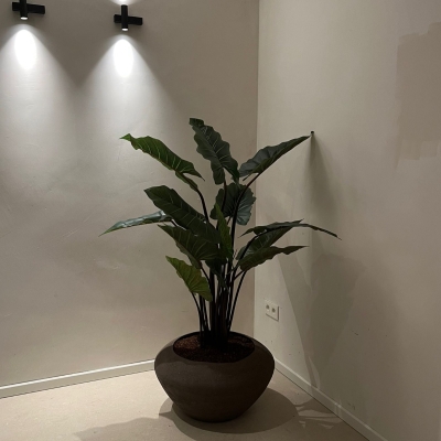 Colocasia
