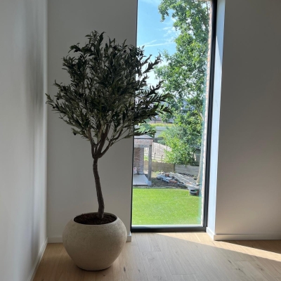 Olijfboom medium